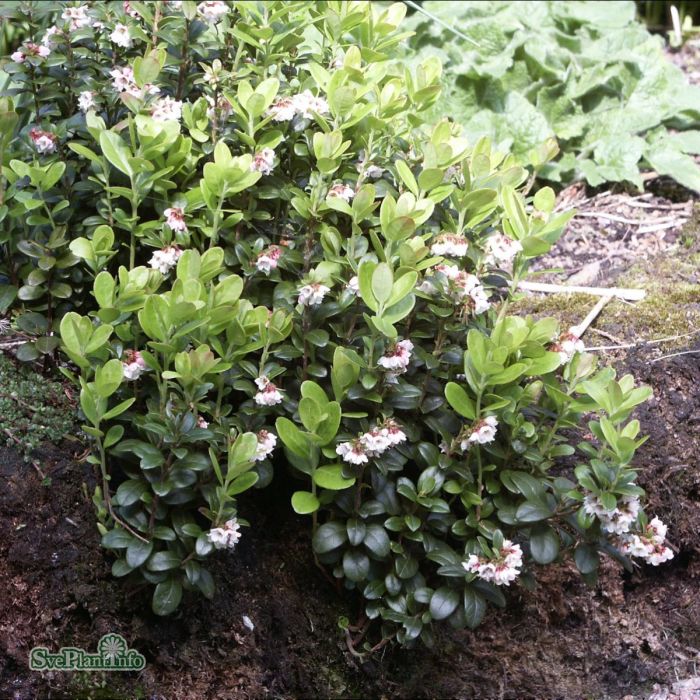 Vaccinium vit. BALSGÅRD SANNA® (EPS-cert) A-kv C2 - 3