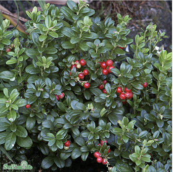 Vaccinium vit. BALSGÅRD SANNA® (EPS-cert) A-kv C2