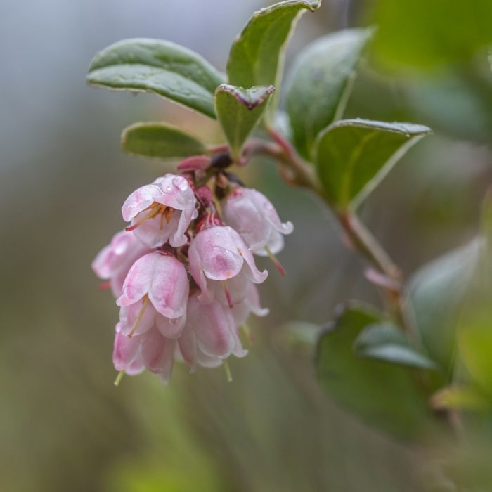 Vaccinium vit. BALSGÅRD SANNA® (EPS-cert) A-kv C2 - 2