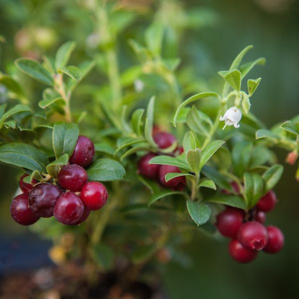 Vaccinium vit. BALSGÅRD SUSSI® (EPS-cert) A-kv C2 - 2