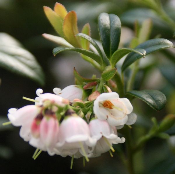 Vaccinium vit. BALSGÅRD SUSSI® (EPS-cert) A-kv C2 - 3