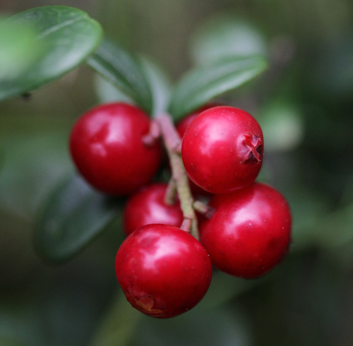 Vaccinium vit. BALSGÅRD SUSSI® (EPS-cert) A-kv C2