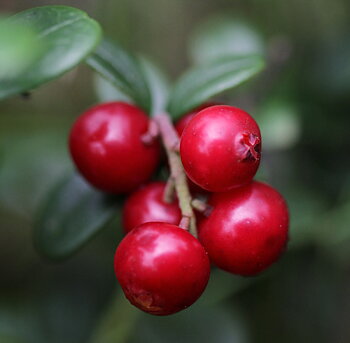Vaccinium vit. BALSGÅRD SUSSI® (EPS-cert) A-kv C2