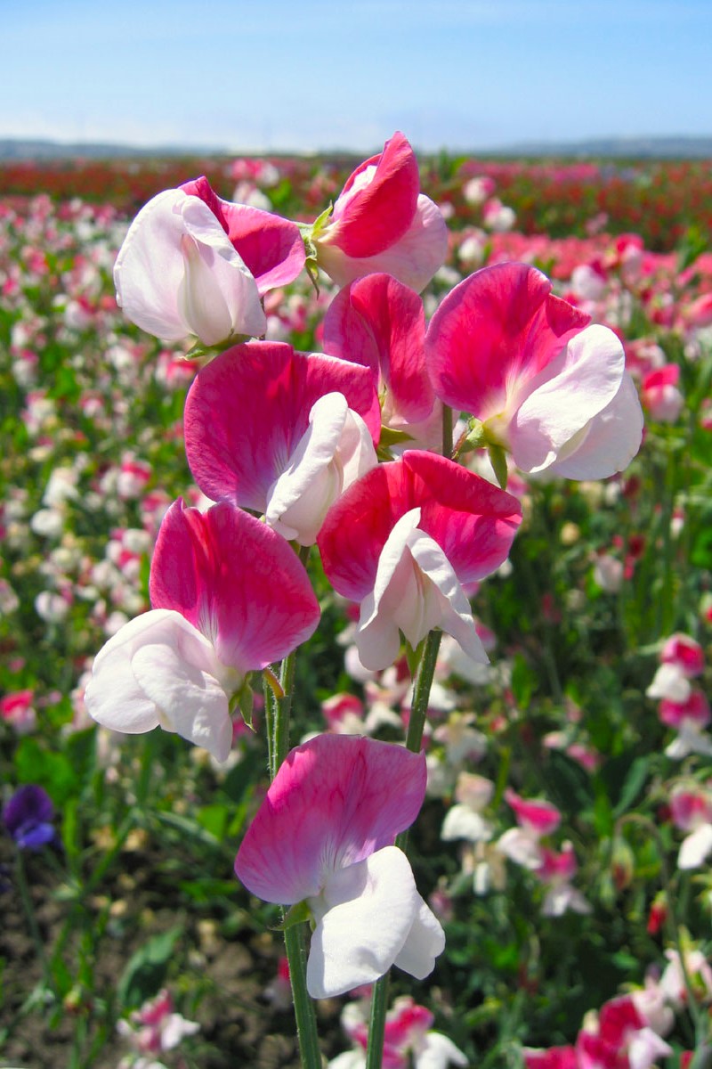 Luktärt Old Spice Painted Lady 20 frö, inkommande