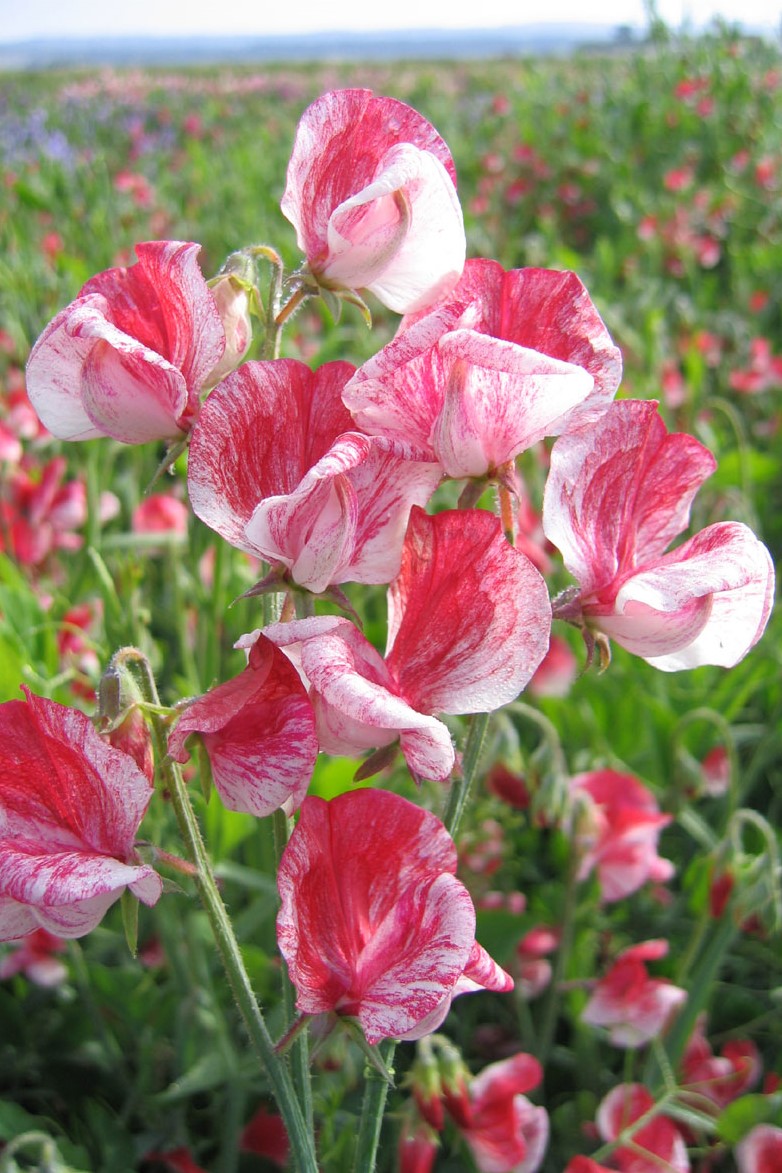 Luktärt Old Spice Queen of the Isles  20 frö, inkommande