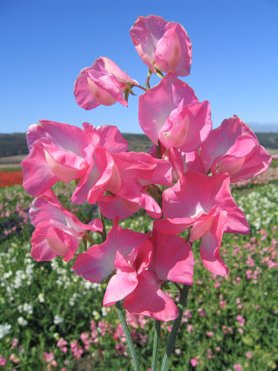 Luktärt Spencer Mrs Bolton  20 frö, inkommande