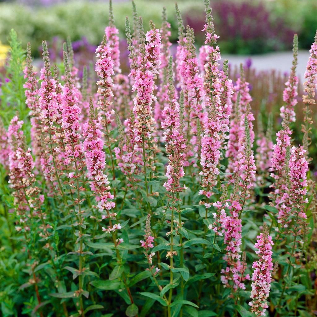 6206  Lythrum salicaria  Blush  I  Svenskt namn  : Fackelblomster  I  Krukstorlek   : 11c  I  Förväntad Höjd  :  70 cm  I  Blomningstid :  juli-aug