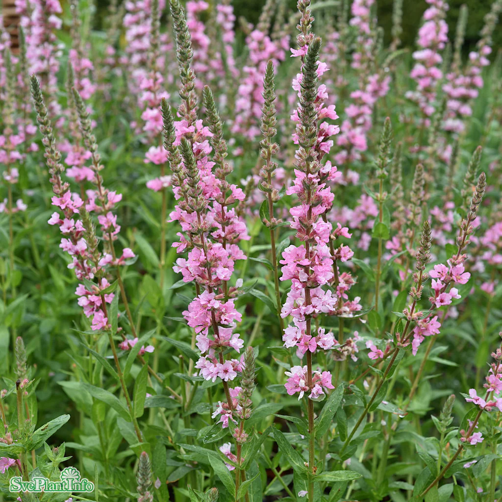 6206  Lythrum salicaria  Blush  I  Svenskt namn  : Fackelblomster  I  Krukstorlek   : 11c  I  Förväntad Höjd  :  70 cm  I  Blomningstid :  juli-aug - 3