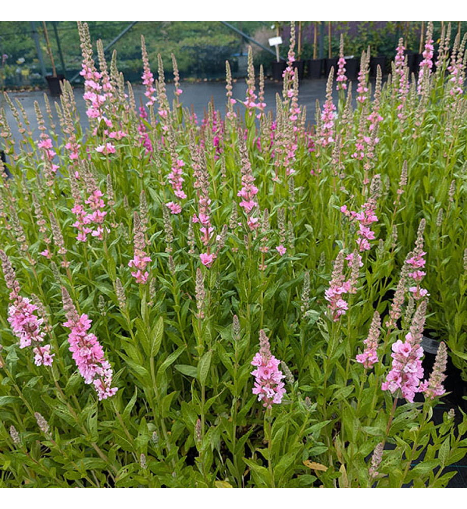 6206  Lythrum salicaria  Blush  I  Svenskt namn  : Fackelblomster  I  Krukstorlek   : 11c  I  Förväntad Höjd  :  70 cm  I  Blomningstid :  juli-aug - 2