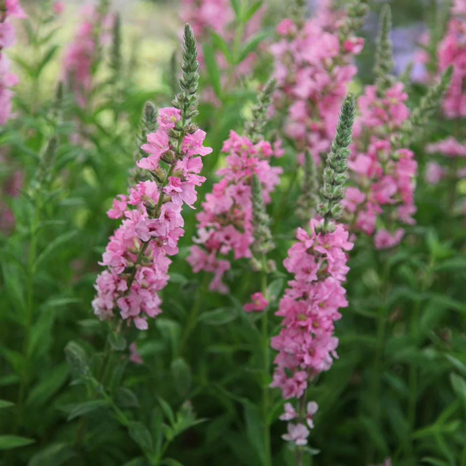 6211  Lythrum salicaria  Pink Blush  I  Svenskt namn  :Fackelblomster  I  Krukstorlek   : 11c  I  Förväntad Höjd  :  70 cm  I  Blomningstid :  juli-aug - 2