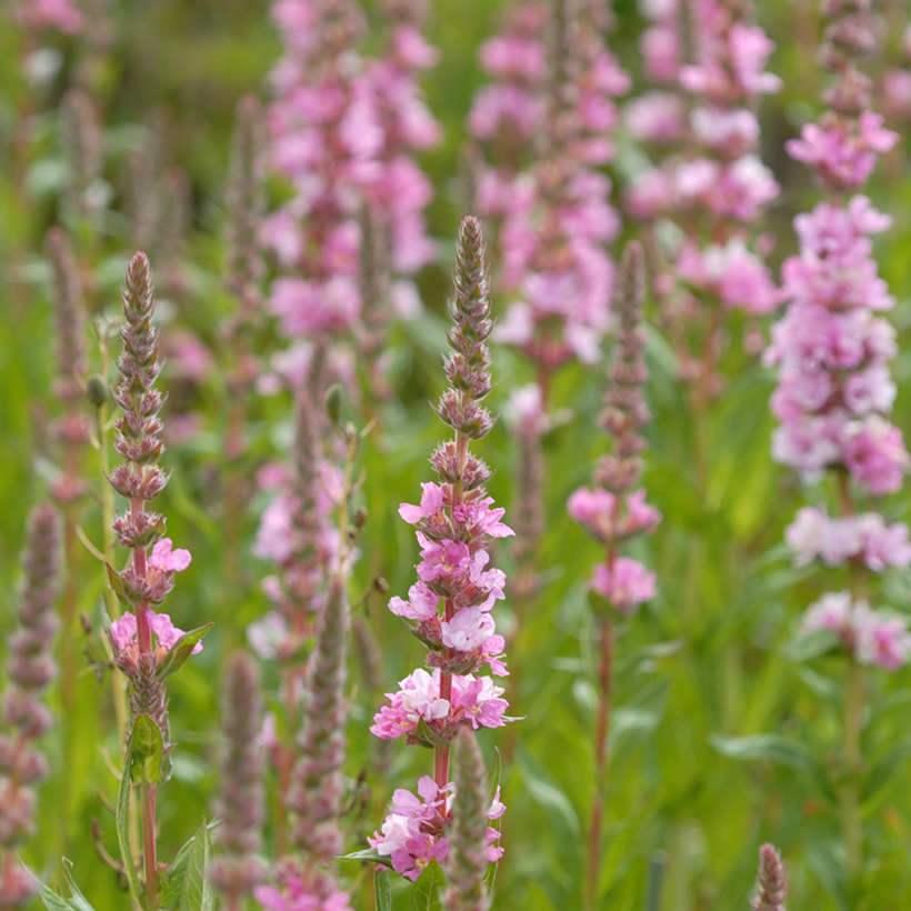 6211  Lythrum salicaria  Pink Blush  I  Svenskt namn  :Fackelblomster  I  Krukstorlek   : 11c  I  Förväntad Höjd  :  70 cm  I  Blomningstid :  juli-aug - 3