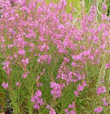 6212  Lythrum salicaria  Swirl  I  Svenskt namn  :Fackelblomster  I  Krukstorlek   : 11c  I  Förväntad Höjd  :  70 cm  I  Blomningstid :  juli-aug - 3