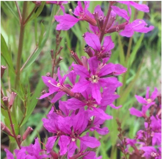 6212  Lythrum salicaria  Swirl  I  Svenskt namn  :Fackelblomster  I  Krukstorlek   : 11c  I  Förväntad Höjd  :  70 cm  I  Blomningstid :  juli-aug - 2