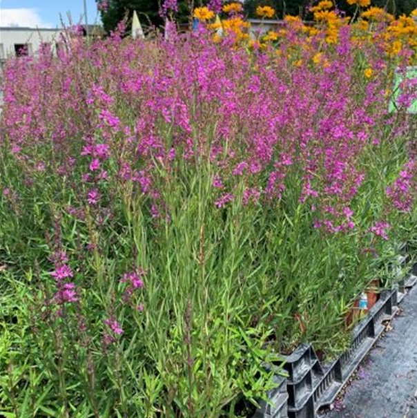 6212  Lythrum salicaria  Swirl  I  Svenskt namn  :Fackelblomster  I  Krukstorlek   : 11c  I  Förväntad Höjd  :  70 cm  I  Blomningstid :  juli-aug