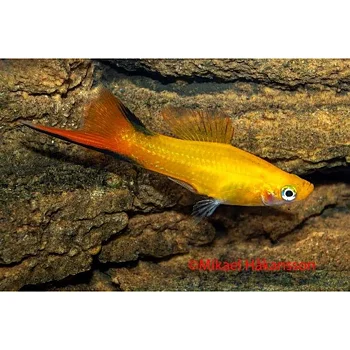 Svärdbärare Sunset Comet (Xiphophorus hellerii)