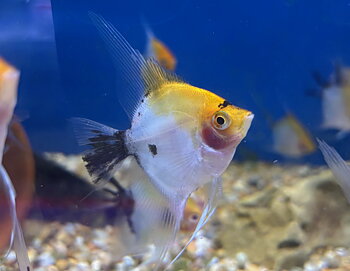 Scalare Gul Koi (Pterophyllum scalare)