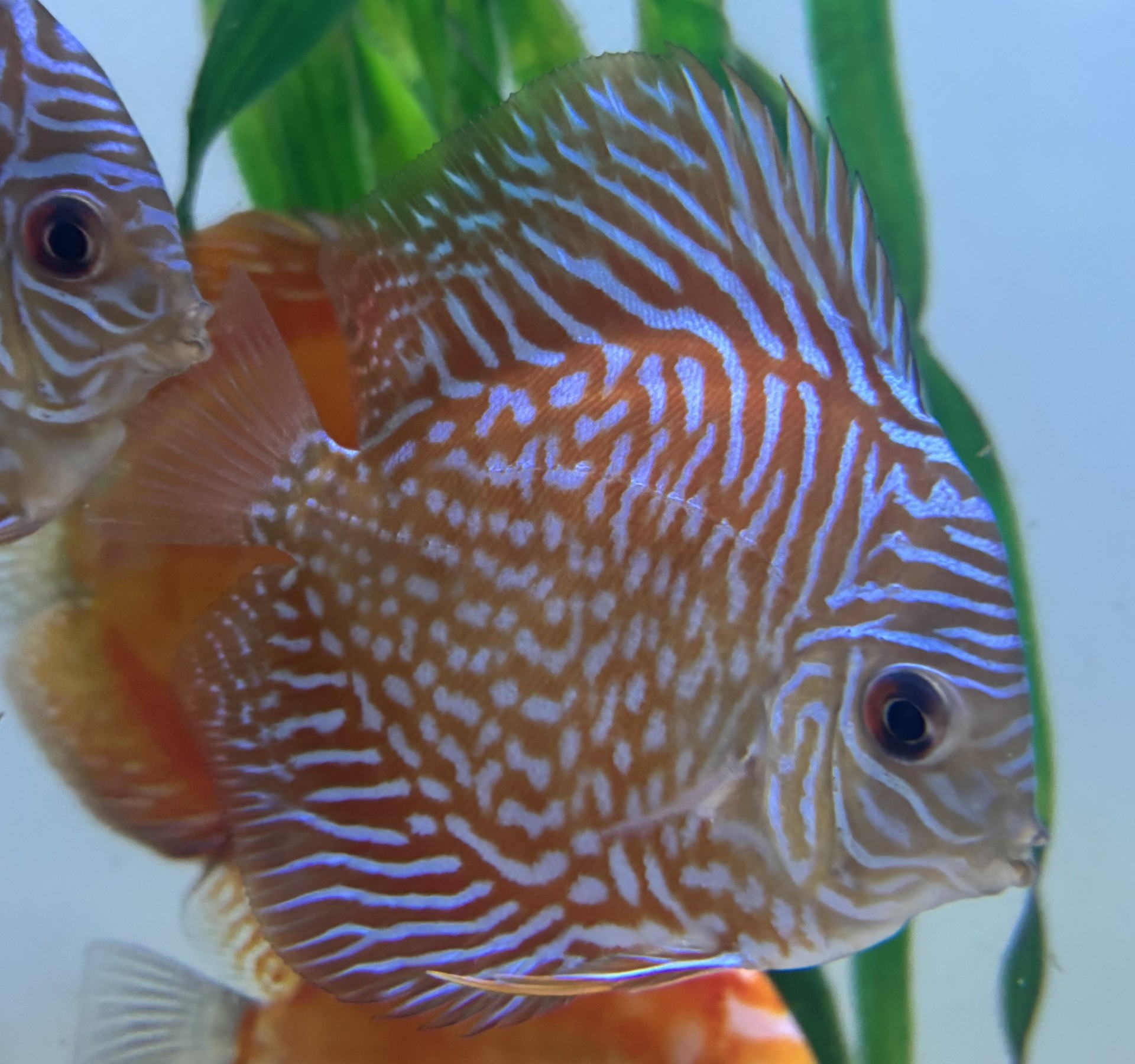 Discus Red Tiger 8-9cm (Symphysodon sp.)