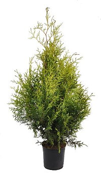 Thuja brabant 60-80 cm.  Krukodlade. 19 cm kruka