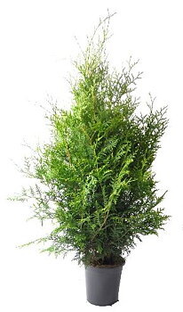 Thuja brabant 80-100 cm.  Krukodlade. 21 cm kruka