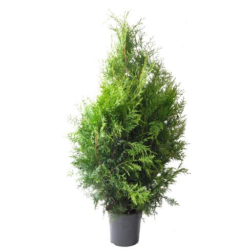 Thuja brabant 100-120 cm.  Krukodlade. 24 cm kruka