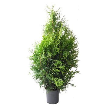 Thuja brabant 100-120 cm.  Krukodlade. 24 cm kruka