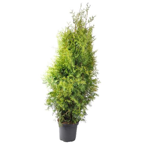 thuja ph American Pillar Thuja