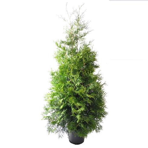 Thuja brabant 160-180 cm. Krukodlade. 32 cm kruka - Blommor 4 You Gbg AB