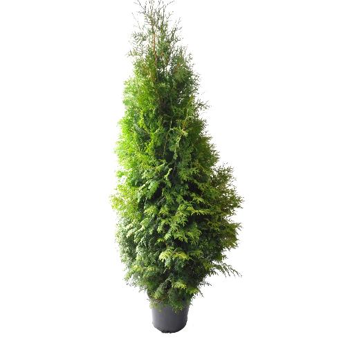 Thuja brabant 180-200 cm.  Krukodlade. 33 cm kruka