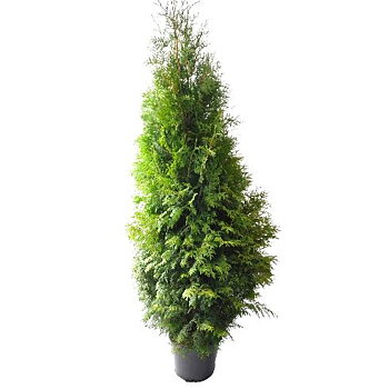 Thuja brabant 180-200 cm.  Krukodlade. 33 cm kruka