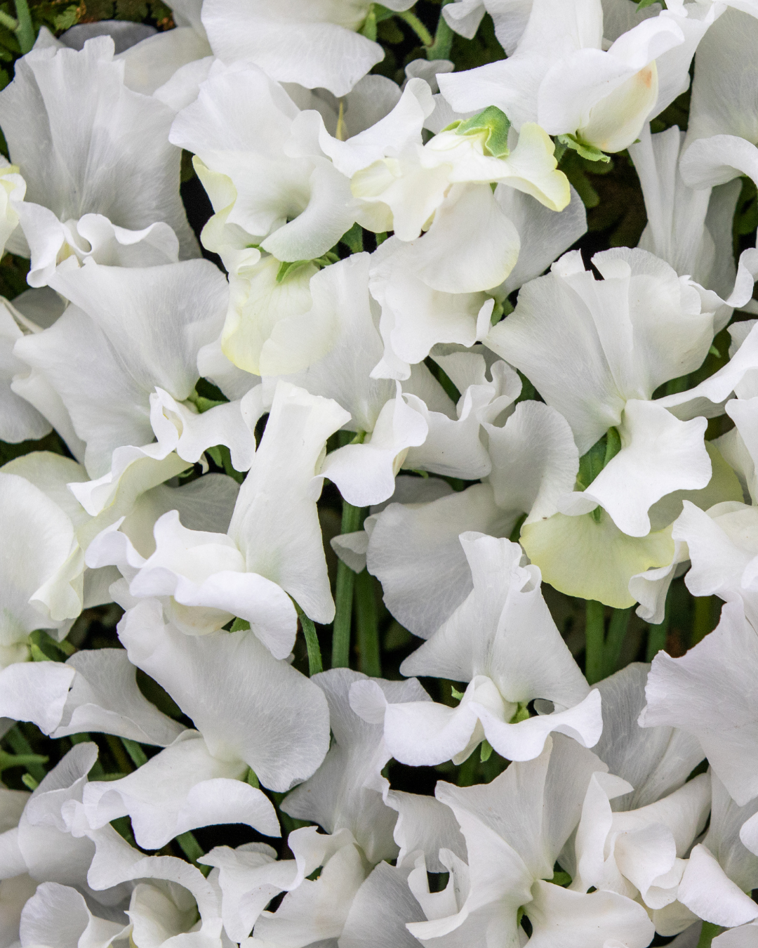 Luktärt - Perfume White Supreme 