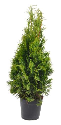 Thuja Smaragd 60-80 cm. Krukodlade. 19 cm kruka