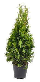 Thuja Smaragd 60-80 cm. Krukodlade. 19 cm kruka