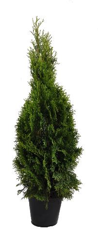 Thuja Smaragd 80-100 cm. Krukodlade. 21 cm kruka