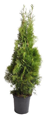 Thuja Smaragd 100-120 cm. Krukodlade. 24 cm kruka