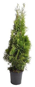 Thuja Smaragd 100-120 cm. Krukodlade. 24 cm kruka