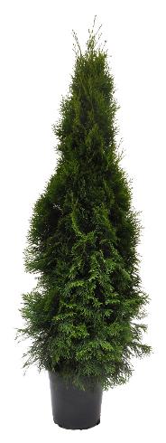 Thuja Smaragd 120-140 cm. Krukodlade. 27 cm kruka