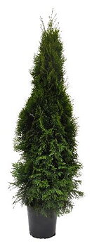 Thuja Smaragd 120-140 cm. Krukodlade. 27 cm kruka