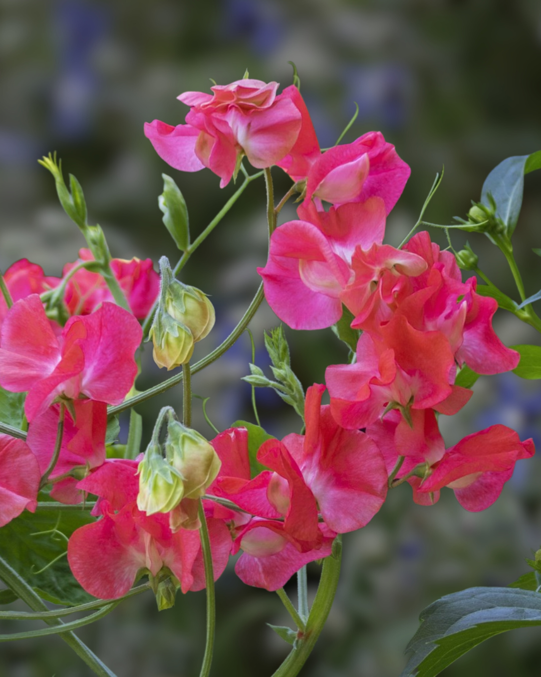 Luktärt - Perfume Edith Flanagan