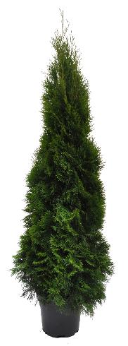 Thuja Smaragd 140-160 cm. Krukodlade. 31 cm kruka
