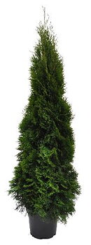 Thuja Smaragd 140-160 cm. Krukodlade. 31 cm kruka