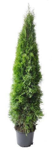 Thuja Smaragd 160-180 cm. Krukodlade. 32 cm kruka