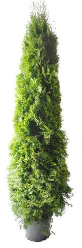 Thuja Smaragd 180-200 cm. Krukodlade. 33 cm kruka