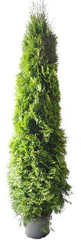 Thuja Smaragd 180-200 cm. Krukodlade. 33 cm kruka