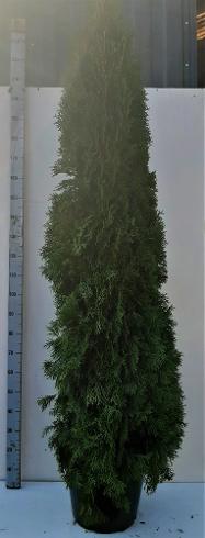 Thuja Smaragd 200-250 cm. Krukodlade. 35 cm kruka