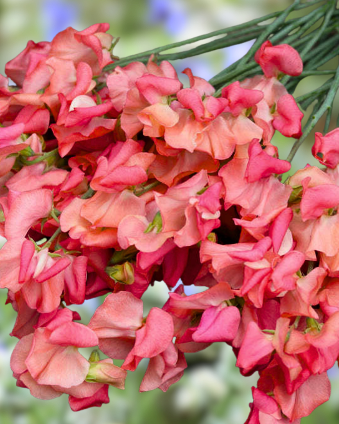 Luktärt - Mammoth Salmon Cream