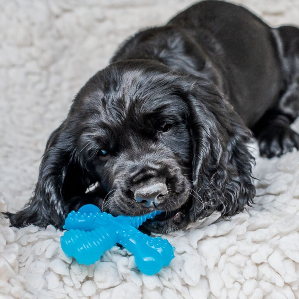 Nylabone Puppy Beef X-shape / XS - 3