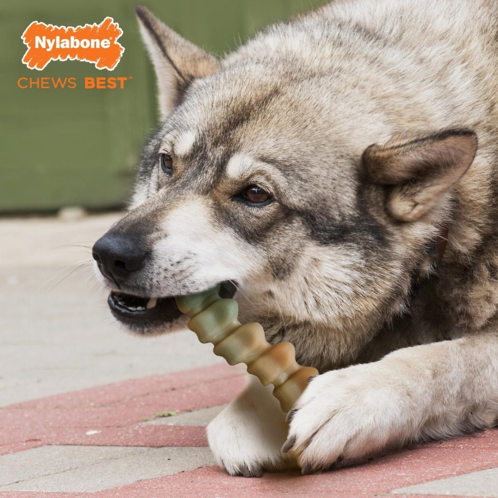 Nylabone Chicken Gator Tail / L - 3