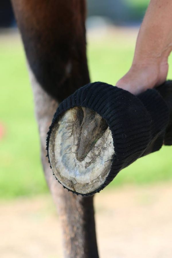 Cavallo Comfort Sleeve 2-pack - 2