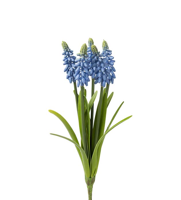 Pärlhyacint 30 cm