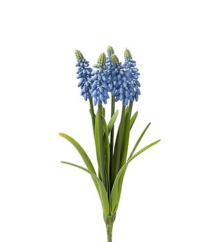 Pärlhyacint 30 cm